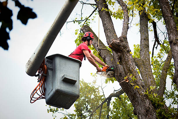 Tree Health Inspection in Tiltonsville, OH